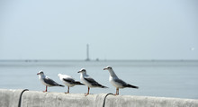 Seagulls Live Along The Shores Of The Saltwater Sea.