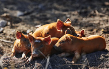 Piglets Are Resting In The Sun. Five Young Piglets Are Napping On The Ground.