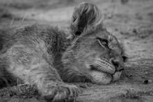 Close-up Of Lion Cub Relaxing Outdoors