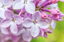 Beautiful Smell Violet Purple Lilac Blossom Flowers In Spring Time. Close Up Macro Twigs Of Lilac Selective Focus. Inspirational Natural Floral Blooming Garden Or Park. Ecology Nature Landscape