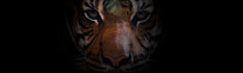 Close Up Of  A Face Bengal Tiger.