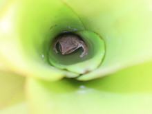 One Frog Lives In The Bromeliad Flower.