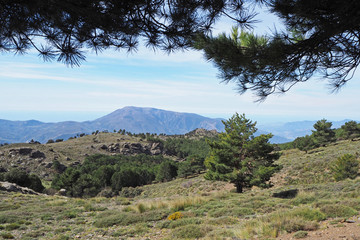 The mountain landscape with the slope covered by green grass, the small young pine, pine twigs on foreground, far rocks on the sunny spring day.