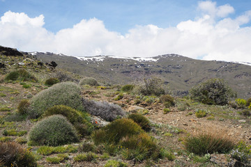 The mountain landscape with the slope covered by green grass, the high grass clusters, far snow-covered mountains, blue sky on the sunny spring day.