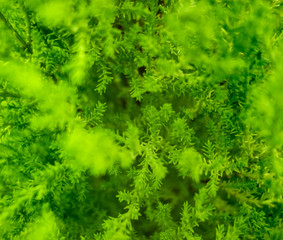 Sticker - green vegetation background