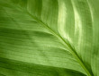 © PRILL Mediendesign - green leaf closeup