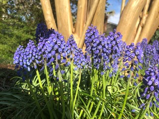 spring flowers in the garden