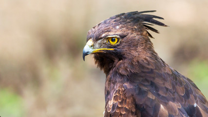 Wall Mural - close-up portrait of an African long crested eagle