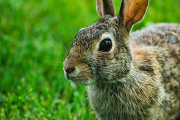 Canvas Print - rabbit in the grass