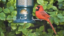 Close Up Northern Red Cardinal Portrait, Feeding In Urban Backyard.