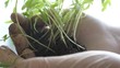 © zoteva87 - tomato seedlings close-up. in laboratory, gloved hands hold green seedlings in palms against the window. Young sprout in the hands of farmer. environmentally friendly sprout. green planet