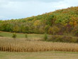 Corn field and forest in autumn


