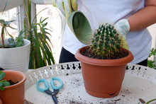Woman Wearing Gloves Transplanting A Barrel Cactus In Pot On The White Wooden Table. Home Gardening Concept. Springtime. Stylish Interior With A Lot Of Plants. 