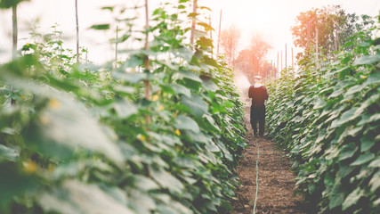 
Asian farmer with machine and spraying chemical or fertilizer to young green vegetable plot