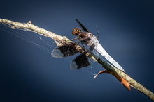 A Widow Skimmer Dragonfly Rests On A Silk-covered Twig Against An Even Blue Background