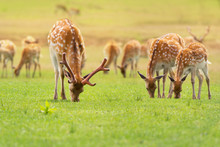 Herd Of Deer