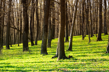 Forest landscape in spring in sunny weather.