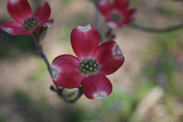 Canvas Print - Red Dogwood 2020 I