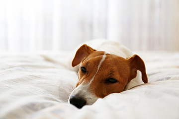 Wall Mural - Cute Jack Russel terrier puppy with big ears sleeping on an unmade bed w/ blanket and pillows. Small adorable doggy with funny fur stains alone in bed. Close up, copy space, background.