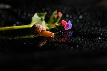 beautiful flower with a snail