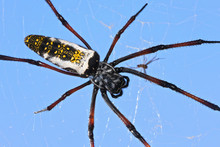Red Legged Golden Orb Weaver Spider Female - Nephila Inaurata Madagascariensis, Resting On Her Nest,clear Blue Sky Background, Closeup Macro Detail