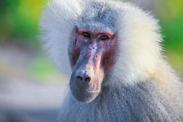close up face of the hamadryas baboon on the road, djibouti