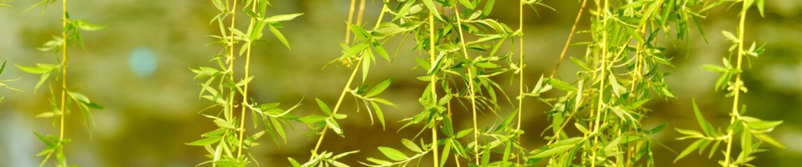 Wall Mural - willow branches droop low