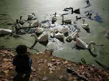 High Angle View Of Boy Crouching By Geese Swimming In Lake