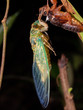 Emerging Cicada at night in Tawau Hills Park, Borneo
