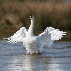 Swan flapping its wings