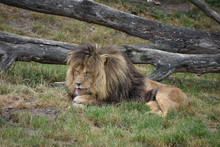 Male Lion Licking His Paw In Zoo