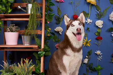 Wall Mural - Young husky posing. Cute playful white and brown dog looks happy, isolated in background with fixed flowers on wall empty space for inserting text ads. Full-length pet sits on floor, looking at camera