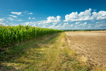 Wall Mural - Dirt road next to a corn field and plowed field, white clouds on a blue sky