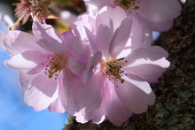 Pink Cherry Blossom With Light Beams In Between Petals Against Pale Blue Sky In The Spring Garden