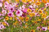 Fototapeta Kosmos - Beautiful cosmos flower blooming in the field on nature background