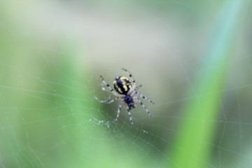 spider on web