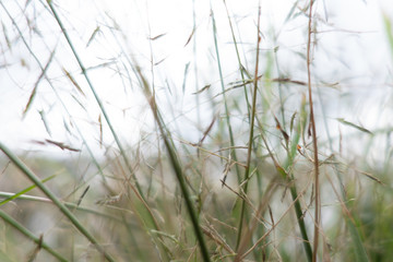 grass in the wind