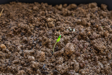 Wall Mural - Little plant growing on soil with sunlight