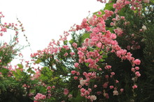 Pink Bougainvillea Flowers In The Garden