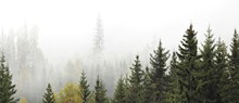 Panoramic View Of Trees In Forest Against Sky