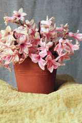 Wall Mural - Flowers in a pot on a gray background. Spring flowers