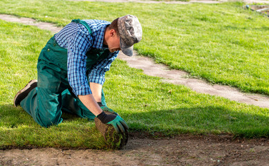 Wall Mural - Man laying grass turf rolls for new garden lawn