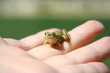 frog on the hand