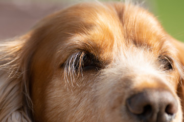 Wall Mural - Close up of Sprocker dog