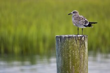 Seagull Perched On A Wooden Dock By Inland Waterway At Murrells Inlet, SC