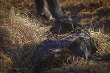 Baby Black Angus Calf Laying In Hay Keeping Warm On A Sunny Day