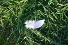Lost Bird White Feather In The Grass.