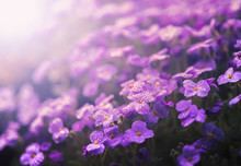 Morning Light Purple Flowers In The Garden