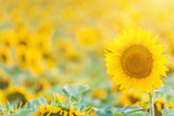 Fototapeta Kwiaty - Beautiful sunflowers at field. Sunset light and lens flare. Shallow doff.