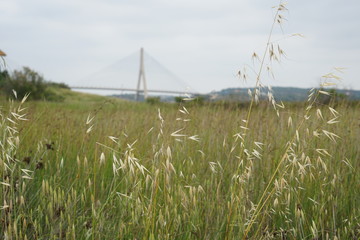 grass on the beach